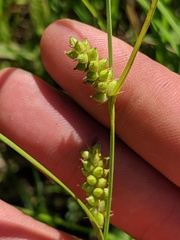 Carex conoidea