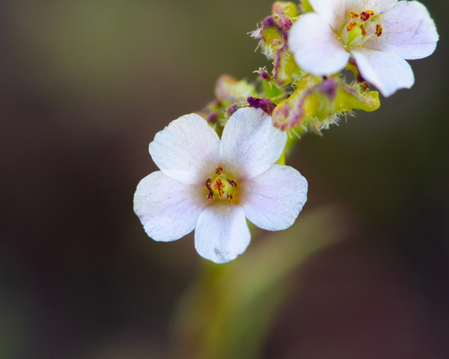Calandrinia pilosiuscula, photograph 5