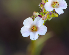 Nicolás Villaseca Merino, CC BY-SA, iNaturalist via GBIF Calandrinia pilosiuscula, photograph Nicolás Villaseca Merino, CC BY-SA, iNaturalist via GBIF