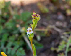 Calandrinia pilosiuscula, photograph Nicolás Villaseca Merino, CC BY-SA, iNaturalist via GBIF