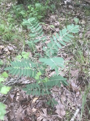 Tephrosia virginiana
