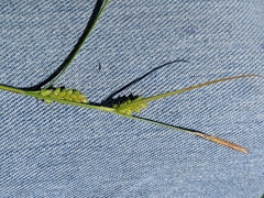 Carex conoidea