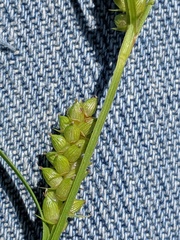 Carex conoidea