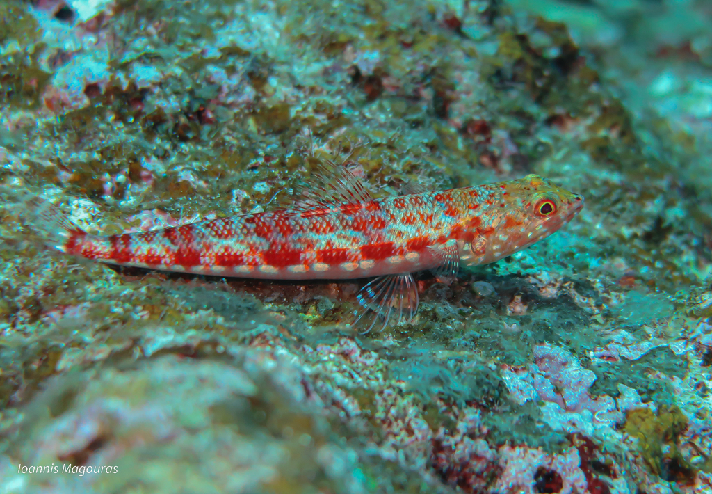 Common lizardfish