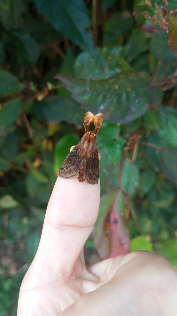 Perola platona