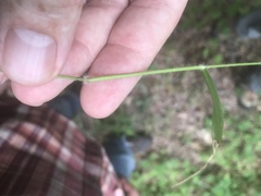 Dichanthelium dichotomum