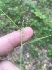 Dichanthelium dichotomum