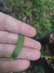 Dichanthelium dichotomum