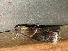 Acrobasis demotella