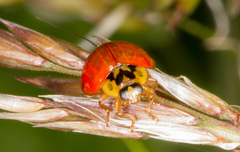 Harmonia axyridis