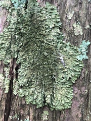 Melanelixia glabratula