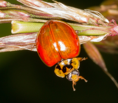Harmonia axyridis
