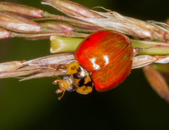 Harmonia axyridis
