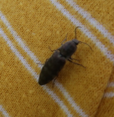 Actenicerus siaelandicus