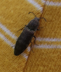 Actenicerus siaelandicus