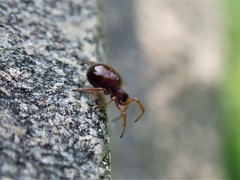 Asagena americana