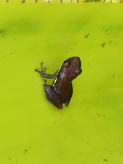 Porto Seguro Snouted Tree Frog photo 2