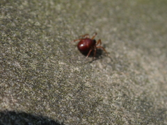 Asagena americana