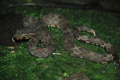 Craspedocephalus puniceus