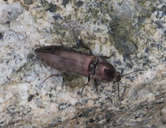 Actenicerus siaelandicus