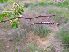 Pijnackeria
