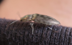 Actenicerus siaelandicus