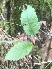 Parthenium auriculatum