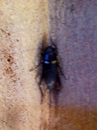 Southern Field Cricket