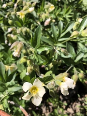 Polemonium carneum