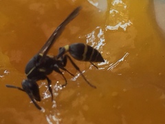 Aculeata