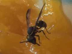Aculeata