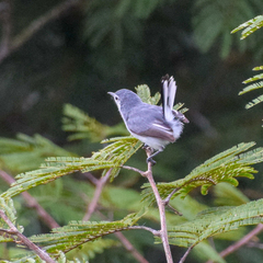 Polioptila bilineata