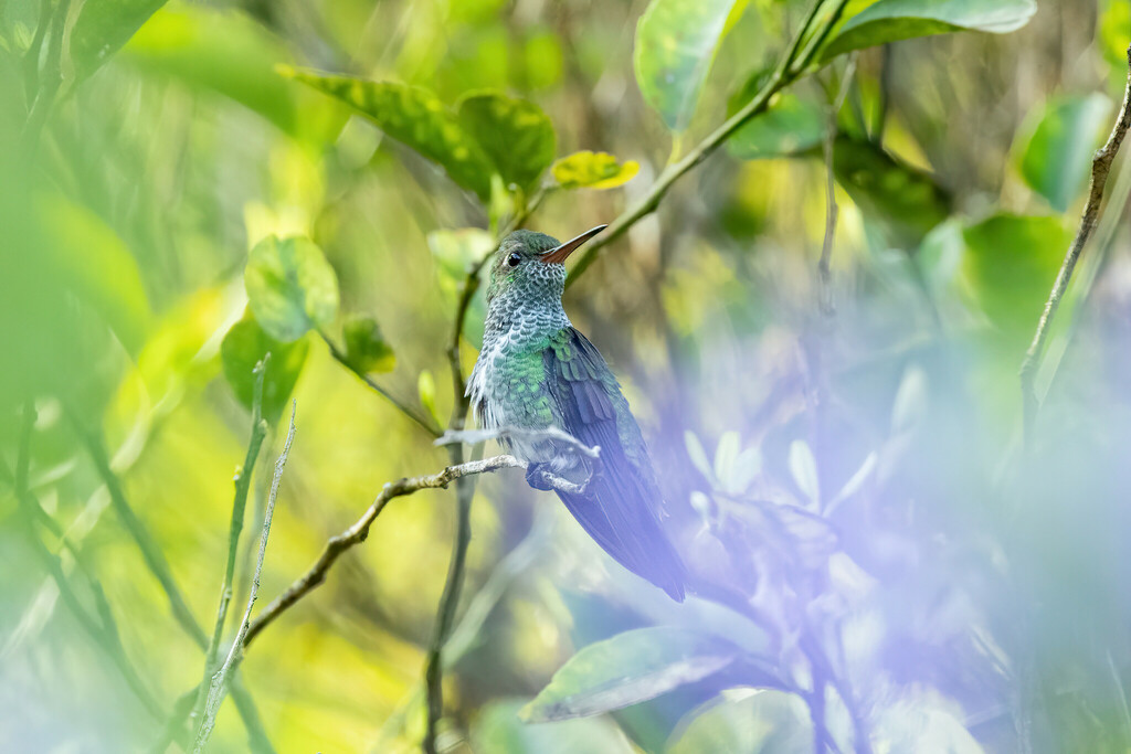 Glittering-throated Emerald