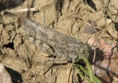 Circotettix carlinianus