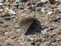 Erynnis juvenalis juvenalis