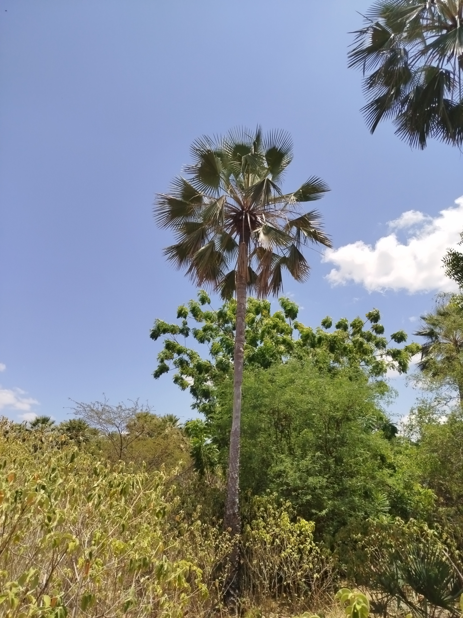 Copernicia prunifera