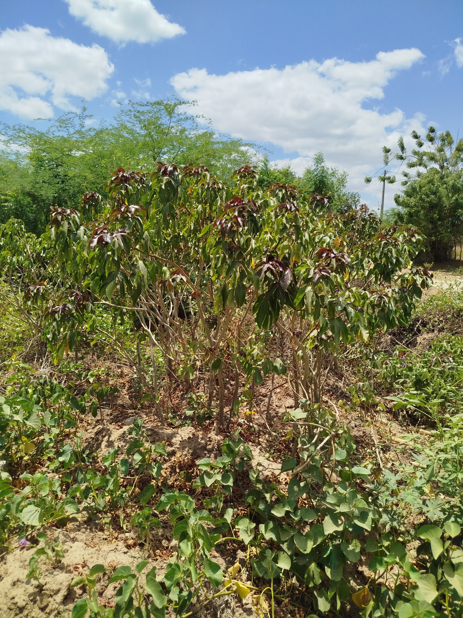 Jatropha gossypiifolia