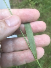 Festuca paradoxa