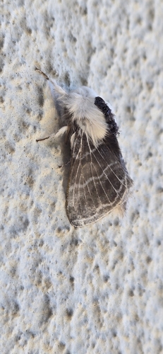 Large Tolype Moth photo 4