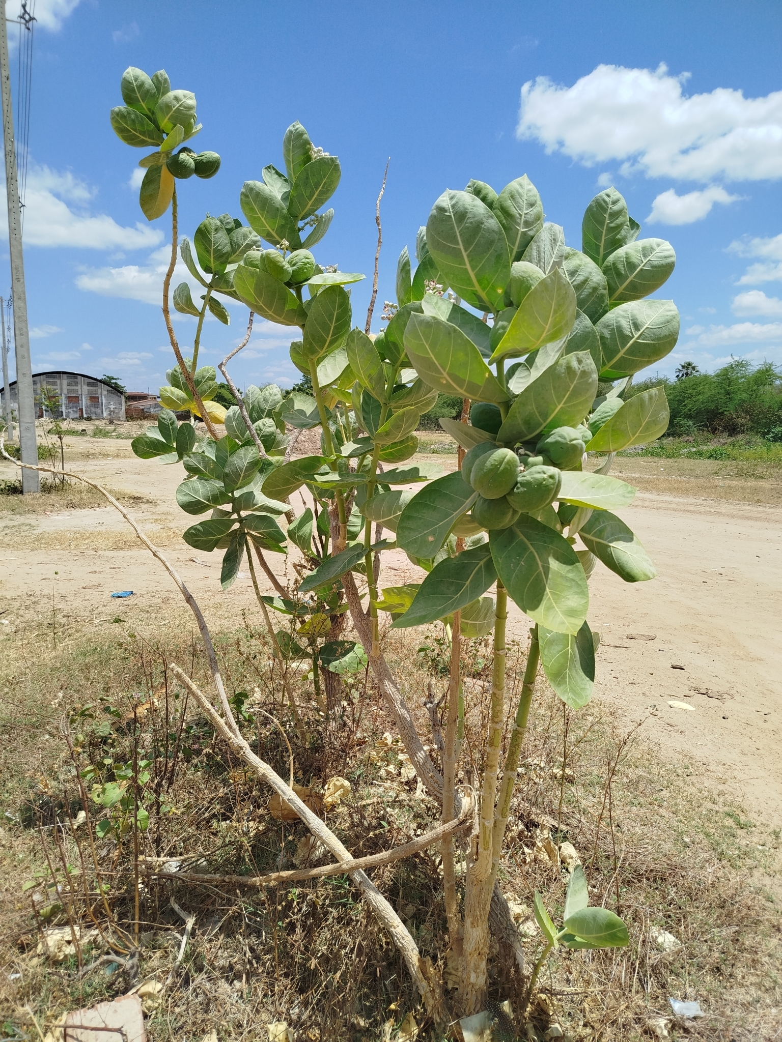 Calotropis procera