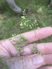 Festuca paradoxa
