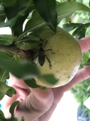 Leptoglossus zonatus