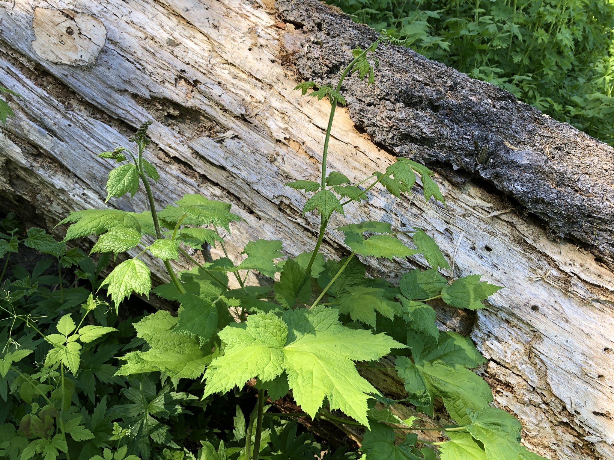 Actaea elata var. alpestris
