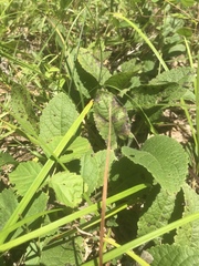 Parthenium auriculatum