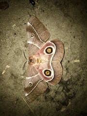 Gonimbrasia belina