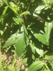 Brickellia eupatorioides eupatorioides