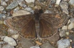 Erynnis juvenalis juvenalis