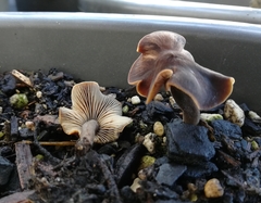 Macrocystidia