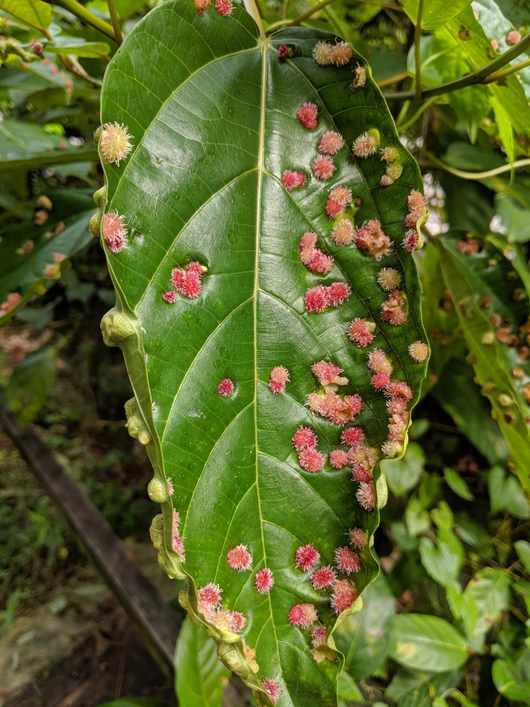 Gall and Rust Mites from Bishan, Singapore on June 22, 2019 at 01:57 AM ...