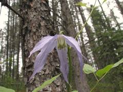 Clematis occidentalis grosseserrata